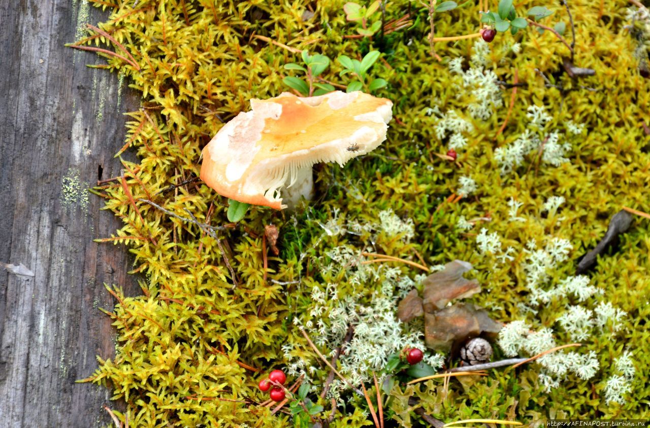 Поморский лес. В Берендеевом царстве Емца, Россия Поморский лес. В Берендеевом царстве Емца, Россия