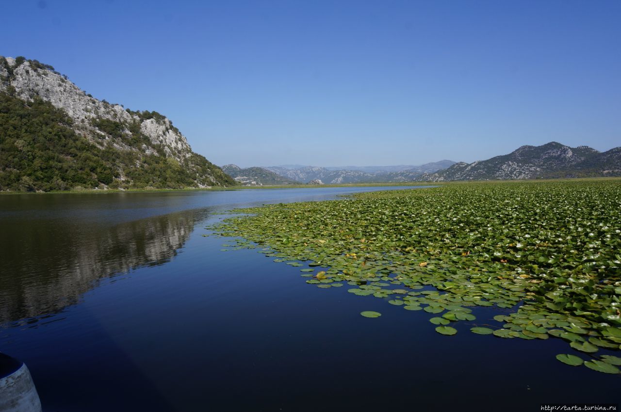 Лотосы на Скадарском озере