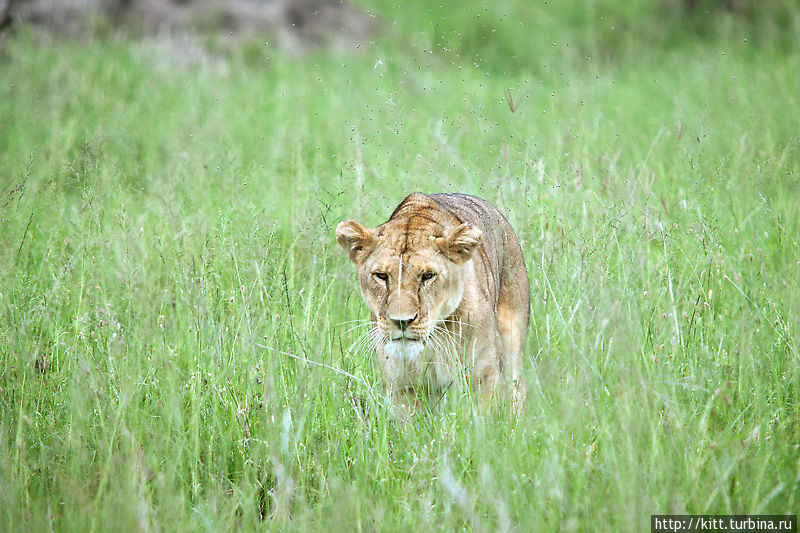 Фотосессия на пленере Серенгети Национальный Парк, Танзания