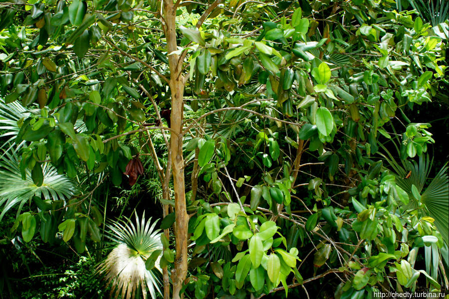 Тропинки в джунглях. Тропа Бордо Крус-Бей, Виргинские острова