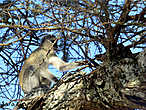 Vervet Monkey. порода такая