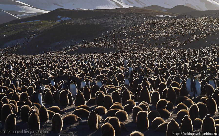 тропой звериною пингвины
на водопой спустились с гор
сначала самый сильный вышел
затем два слабых и старик тропой звериною пингвины
на водопой спустились с гор
сначала самый сильный вышел
затем два слабых и старик