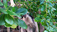 говорят эта порода обезьян обитает только на острове Занзибар — Colobus (Red monkey)