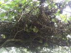 Дикие арбузы над тропой, несьедобные  из-за горечи. По словам гида, местные используют их для лечения кур от птичьего гриппа.