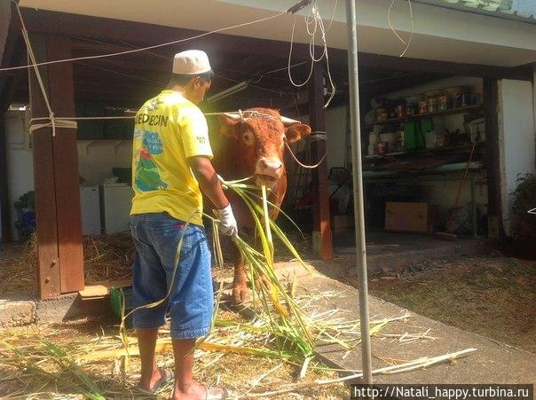Курбан-Байрам. Реюньон Курбан-Байрам. Реюньон