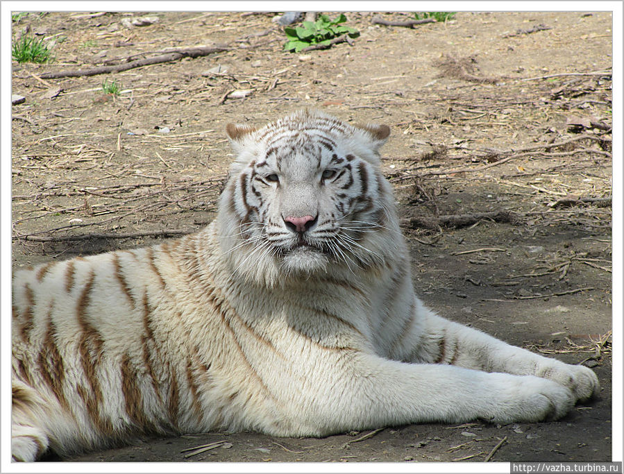 Белый бенгальский тигр Шанхай, Китай