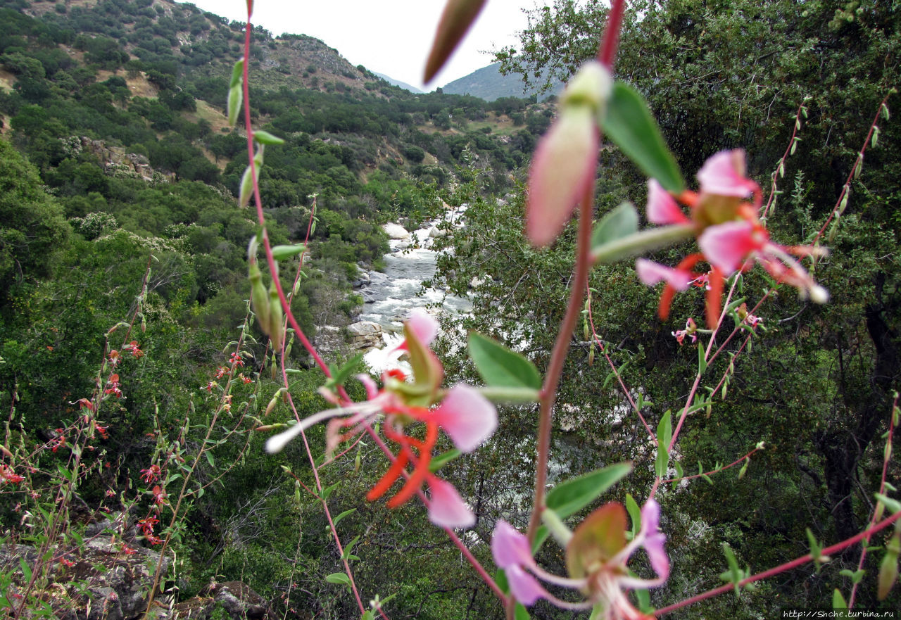 Есть три реки и цветущие царь-юкки Три-Риверс, CША Есть три реки и цветущие царь-юкки Три-Риверс, CША