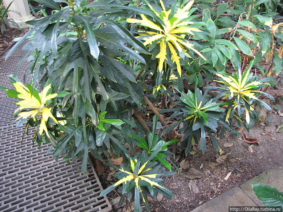Кротон пёстрый, форма лопастная —  Сodiaeum variegatum  lobatum Копенгаген, Дания