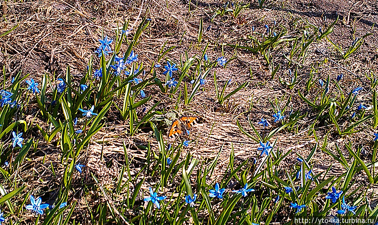 Прилетела бабочка к нежны Прилетела бабочка к нежны