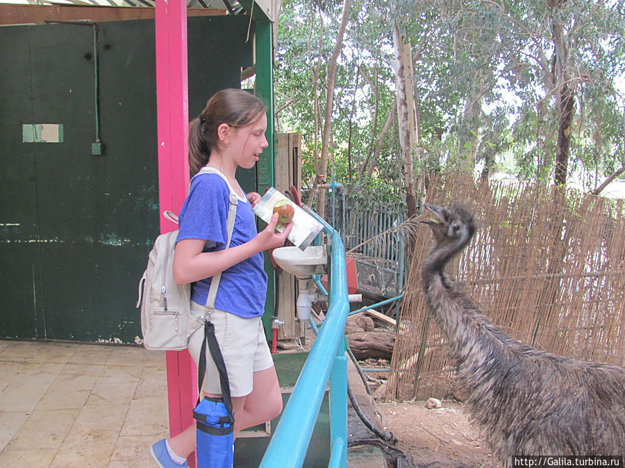 Знакомство со страусом. Тель-Авив, Израиль