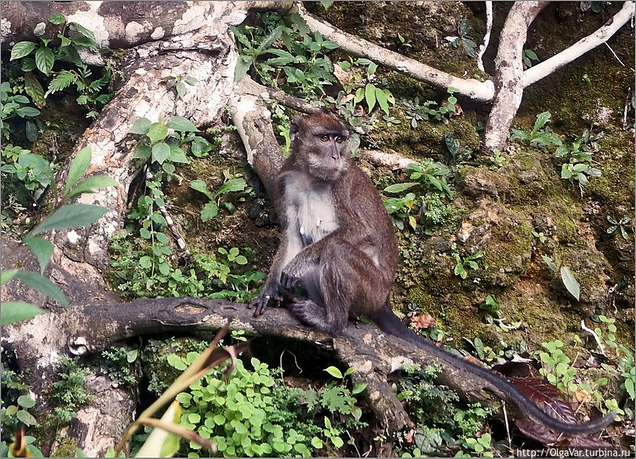 Первыми встречающими оказались проворные, любопытные  обезьяны, посматривавшие с надеждой в нашу сторону, что же можно незаметно стащить Остров Бохол, Филиппины