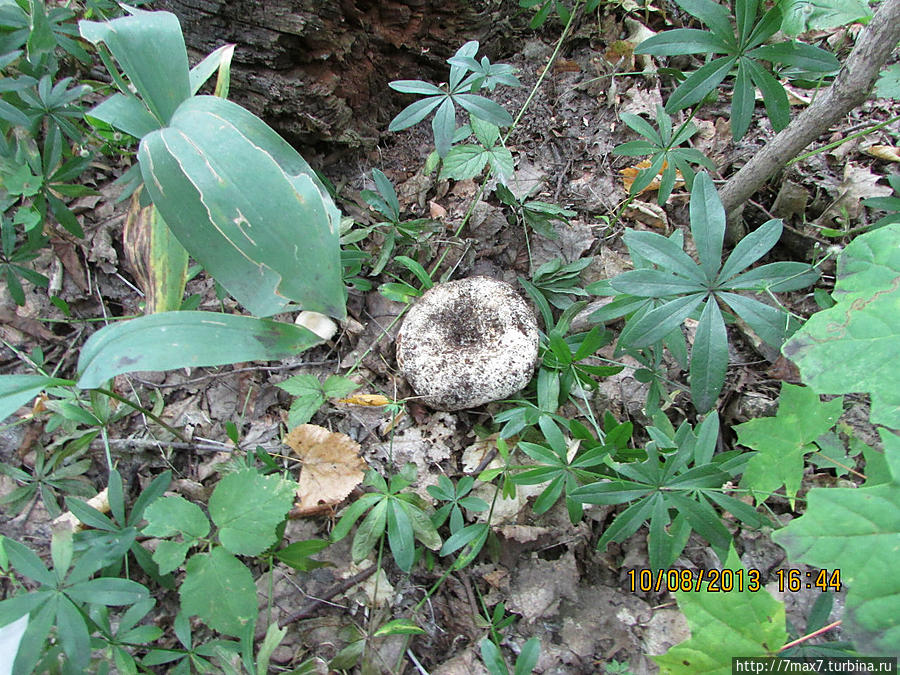 Немного погуляем по лесу Саратов, Россия Немного погуляем по лесу Саратов, Россия