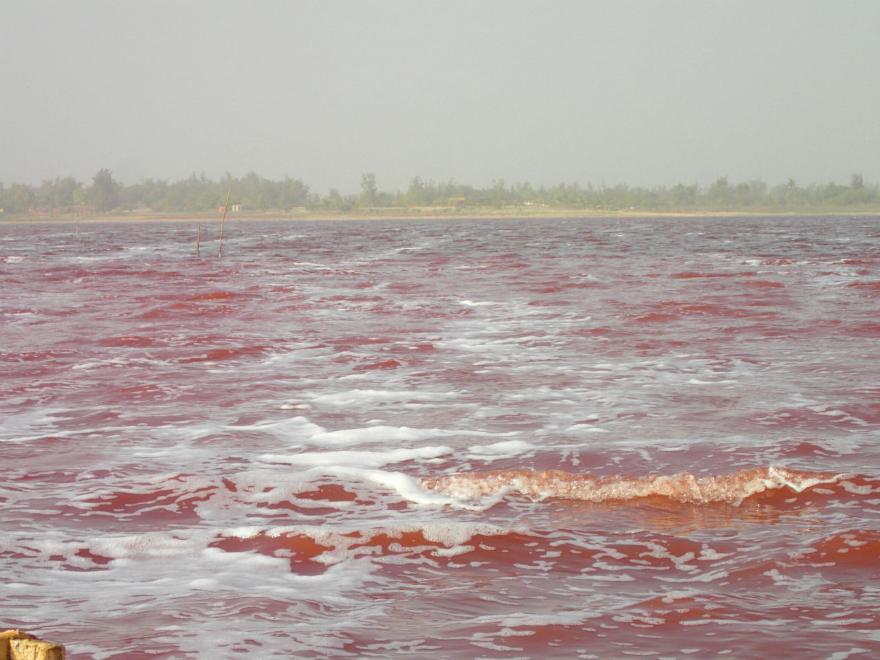 Озеро Ретба. Розовое на белом