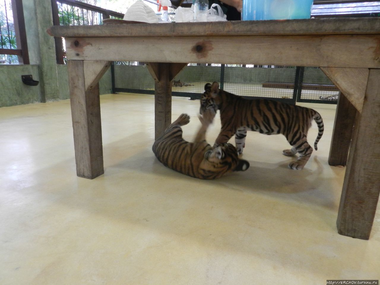 Тигриный зоопарк Кату, Таиланд