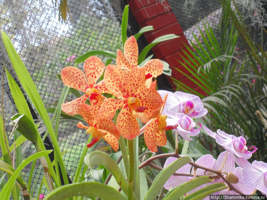 Королевский Ботанический Сад в Перадении. Перадения, Шри-Ланка Королевский Ботанический Сад в Перадении. Перадения, Шри-Ланка