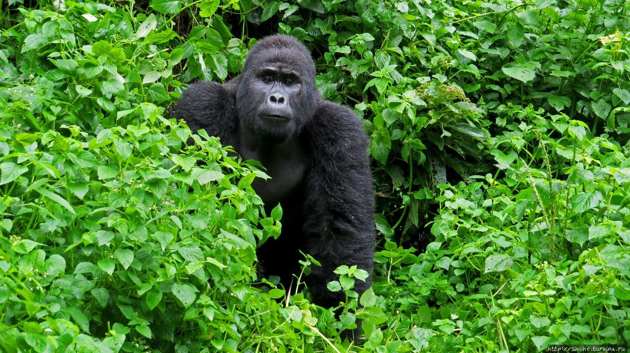 Рушада Горилла трэккинг, группа Ншоги / Rushaga Gorilla Tracking Nshongi Group