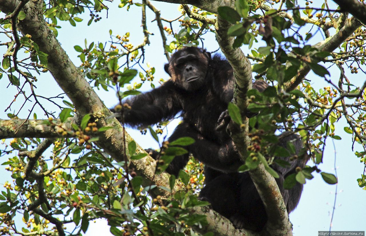 Трудно снимать черных шимпанзе в черном лесу, особенно утром