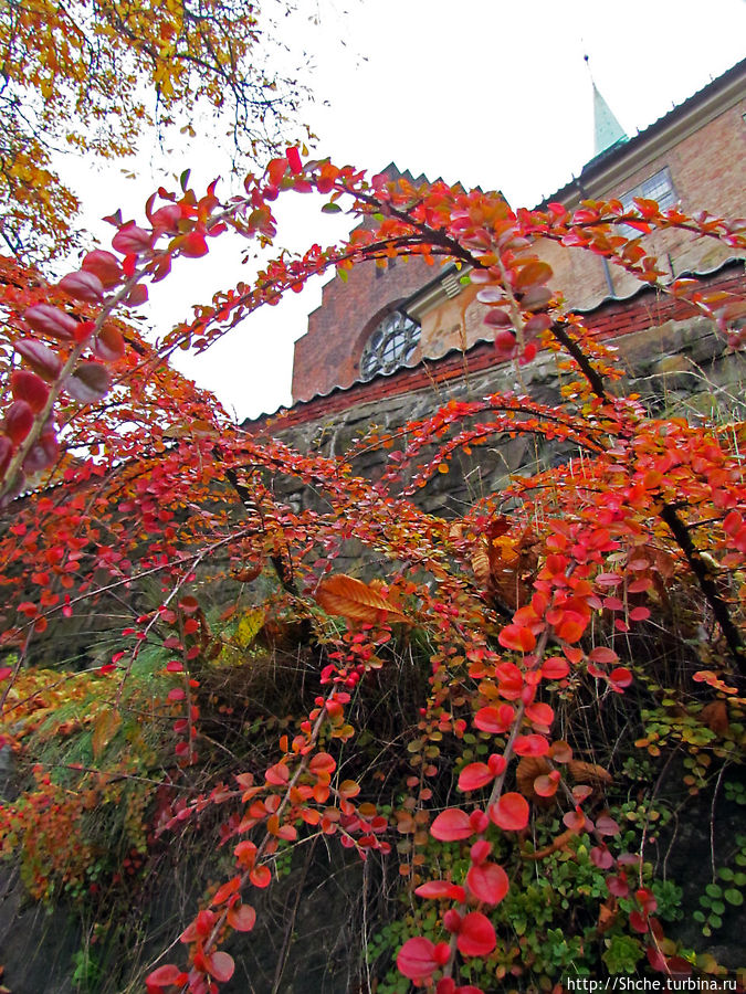 Золотая осень в Норвегии. Раскрашенная столица Осло Осло, Норвегия