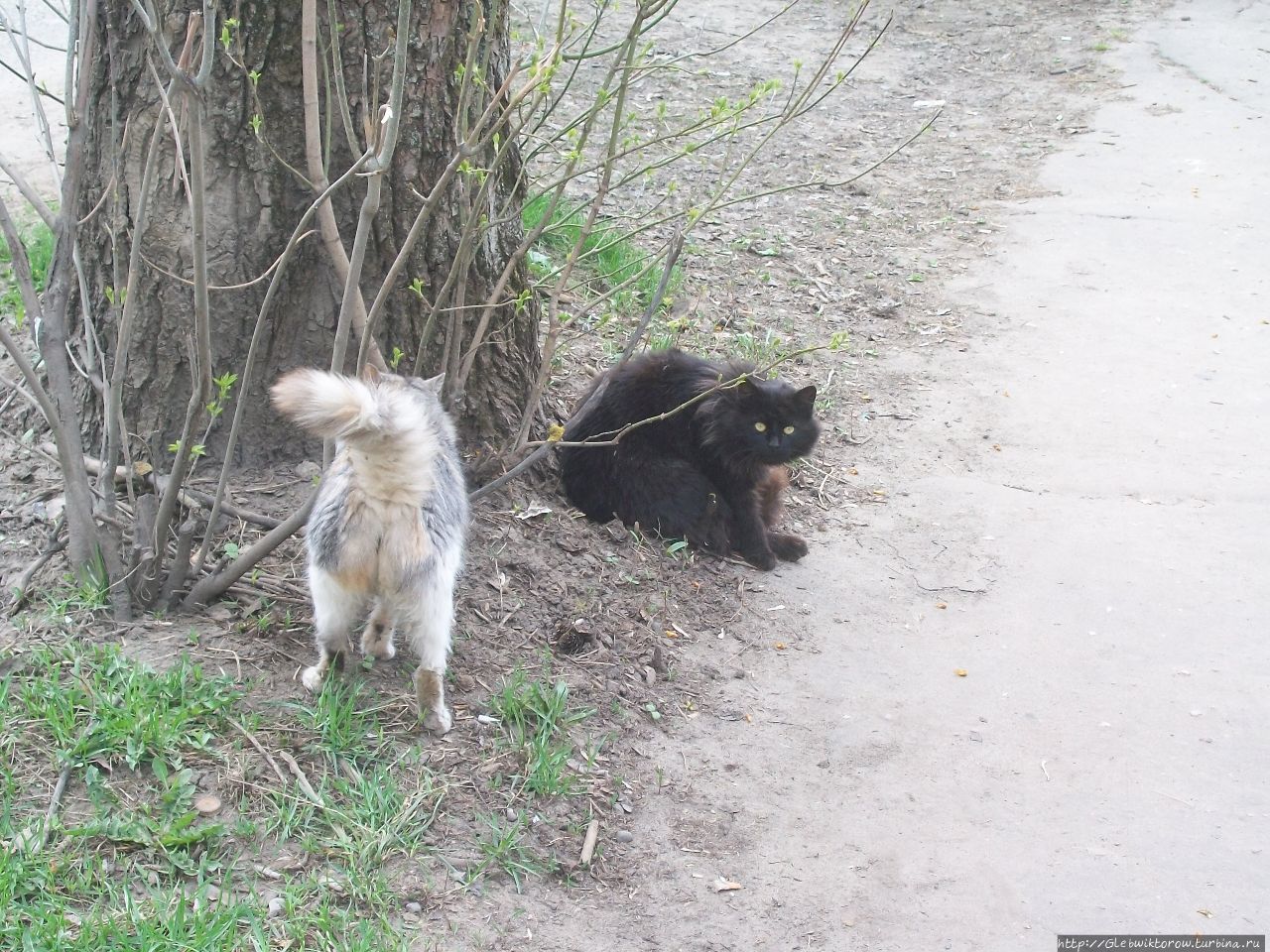 Короткий визит на 1 мая Электросталь, Россия