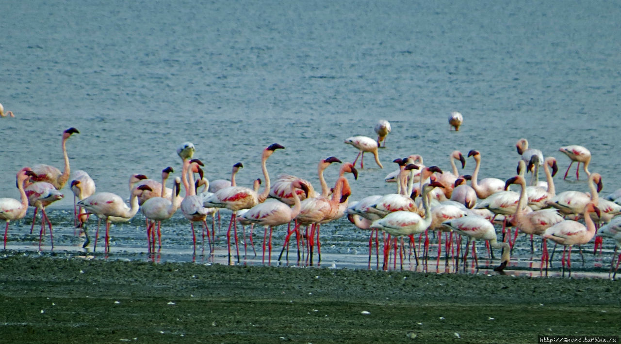Озеро Лак Аббе Озеро Аббе, Джибути
