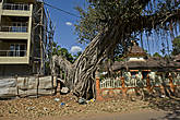Такие интересные деревья растут вдоль дороги. Здесь вообще много чего интересного растет. Например, кокосы — на пальмах — прямо на территории всех отелей...
*