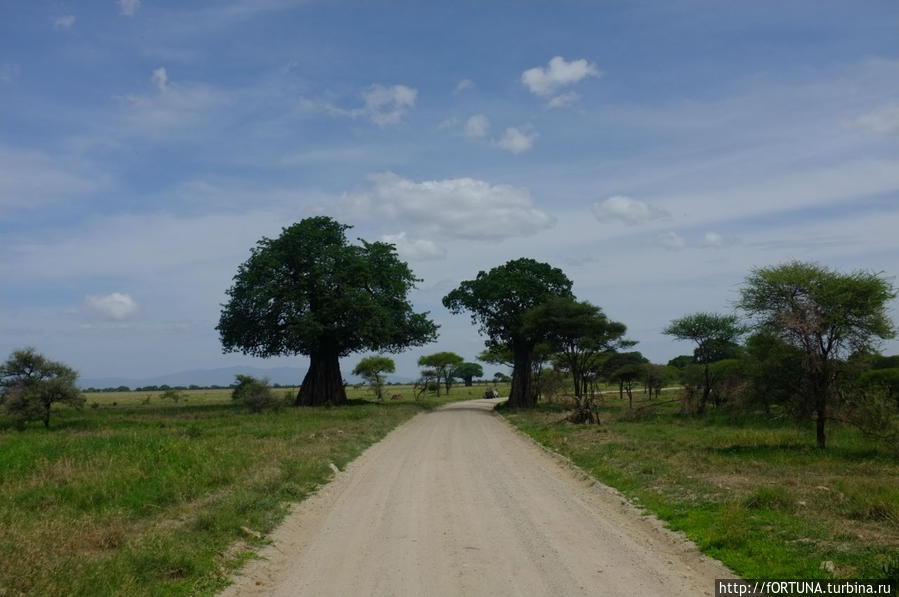 Национальный парк Тарангире Тарангире Национальный Парк, Танзания