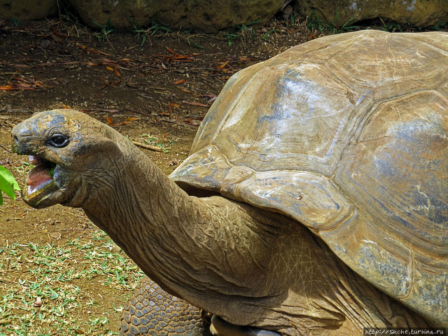 Альбом позитивного настроения, или каковы черепахи на ощупь Ля Ваний Резерв де Маскарен (природный парк), Маврикий