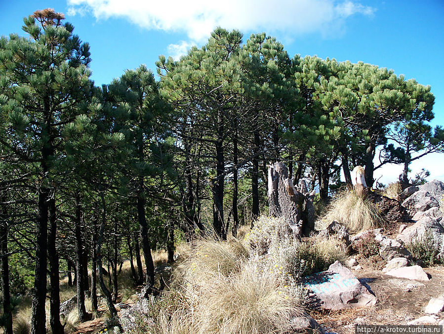 Лес (кусочек леса) вырос на 3900 м Лес (кусочек леса) вырос на 3900 м