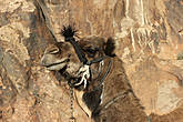 Можно подняться на гору на верблюде – стоимость этой услуги примерно в 10-15 долларов, но обычно туристы и паломники предпочитают пешее восхождение.