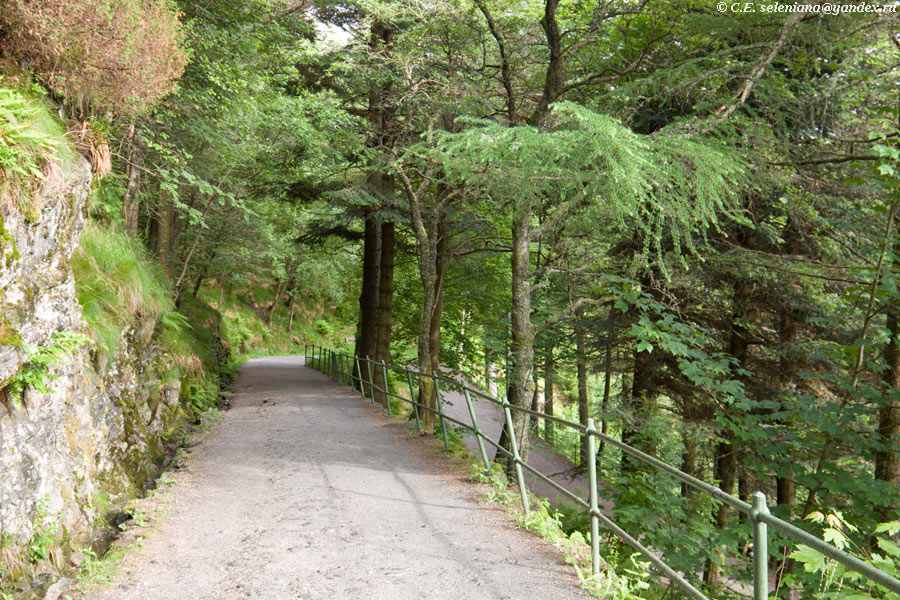 9.  Дорога вниз представляет собой серпантин вдоль склона, окружённый лесом. У него утомительно длинные колена, сильно удлиняющие путь. Берген, Норвегия