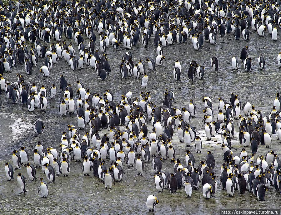 пингвин позвал алену в гости
и та влюбилась лишь вошла
в его дому светло и книги
рояль и в банке чайный гриб пингвин позвал алену в гости
и та влюбилась лишь вошла
в его дому светло и книги
рояль и в банке чайный гриб