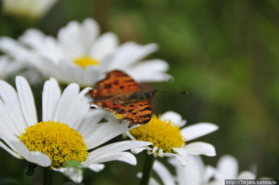 Волшебная заплатка Херлен, Нидерланды Волшебная заплатка Херлен, Нидерланды