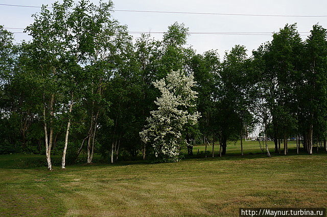 Эта Красота растет из одного корня с березкой. Ясно, что квартирантка здесь березка. Яблони не растут так быстро, как обычные деревья. Южно-Сахалинск, Россия Эта Красота растет из одного корня с березкой. Ясно, что квартирантка здесь березка. Яблони не растут так быстро, как обычные деревья. Южно-Сахалинск, Россия