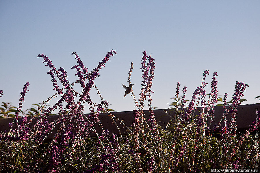 Лос-Анджелес. Далеко до идеала... Лос-Анжелес, CША Лос-Анджелес. Далеко до идеала... Лос-Анжелес, CША