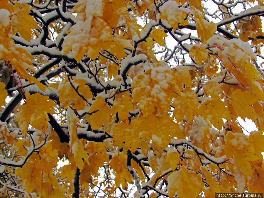 Золотая осень в Норвегии. Комбинации желтого и белого золота