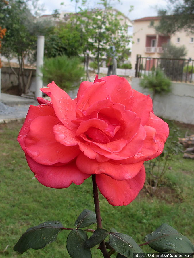 Дидим в конце октября Дидим, Турция Дидим в конце октября Дидим, Турция