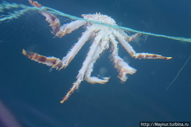 Неожиданный улов Южно-Сахалинск, Россия Неожиданный улов Южно-Сахалинск, Россия