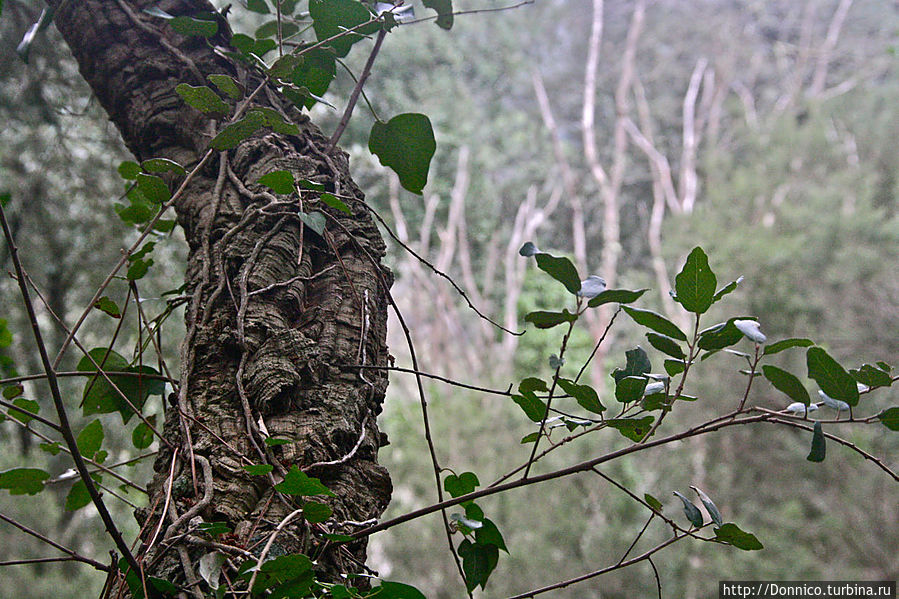 Пробковый дуб — к полету готов! Каталония, Испания Пробковый дуб — к полету готов! Каталония, Испания