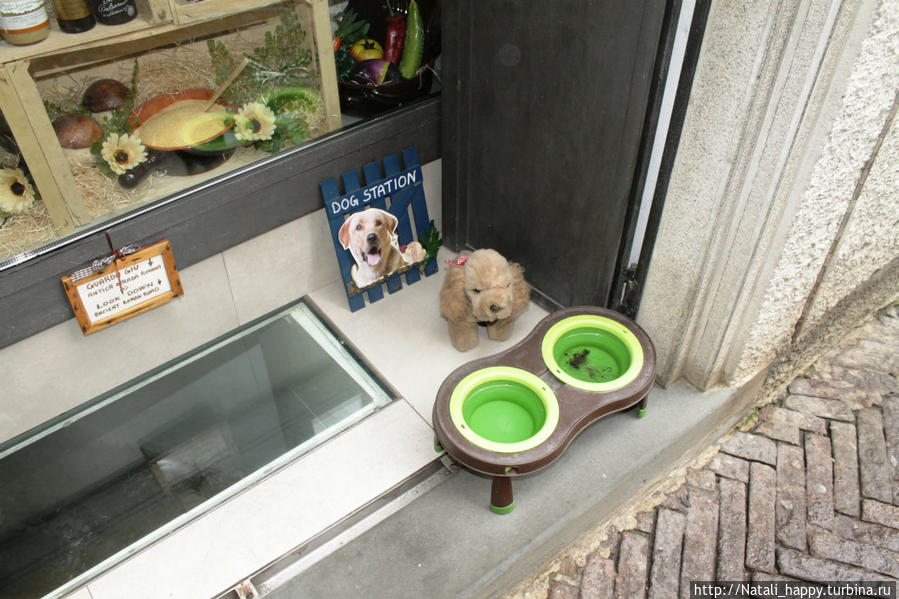 Четвероногие жители города-музея Бергамо, Италия Четвероногие жители города-музея Бергамо, Италия