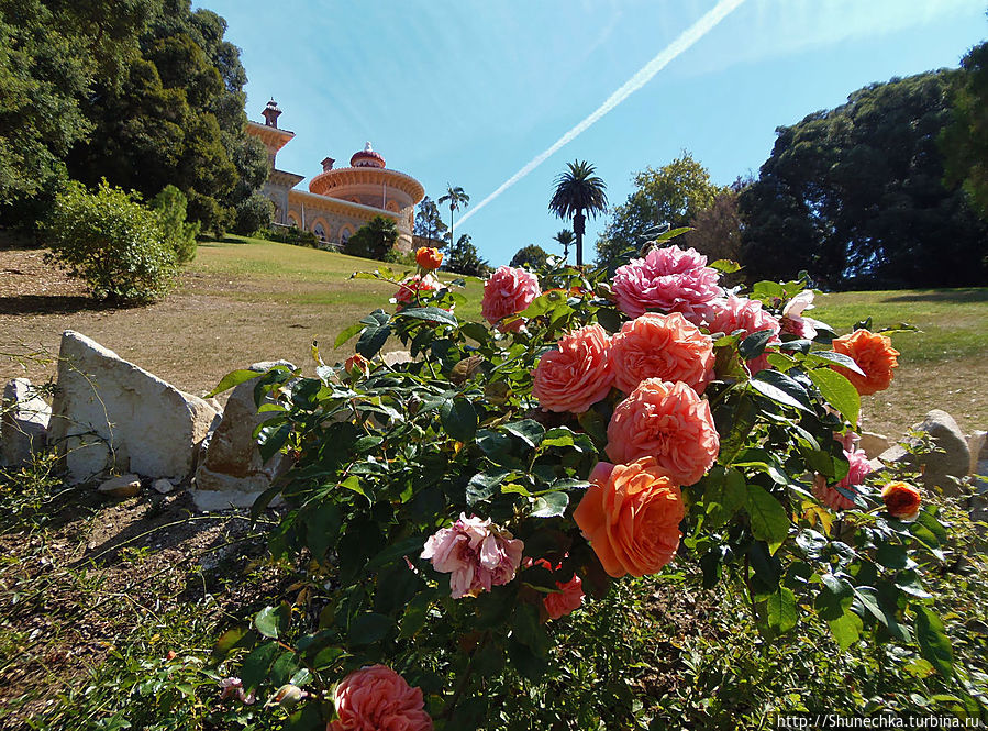 Где Мексика встречается с Новой Зеландией (парк Монсеррат) Синтра, Португалия Где Мексика встречается с Новой Зеландией (парк Монсеррат) Синтра, Португалия