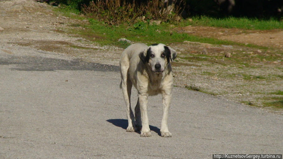 Святилище Артемиды — музейный пес Афины, Греция