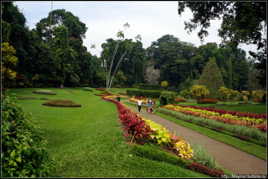 При  входе  в  сад  бросается  в  глаза   спланированная  в  европейском  стиле,   ухоженная  территория. Перадения, Шри-Ланка