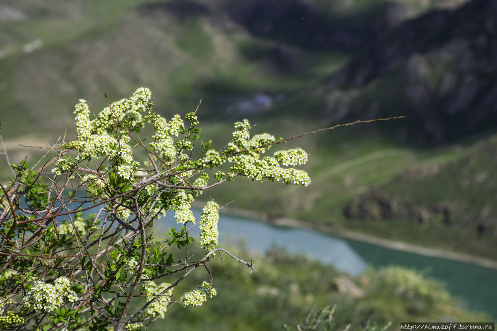 Маков в казахской степи пока нет! Но есть другие цветы)) Урочище Тамгалы-Тас (петроглифы), Казахстан