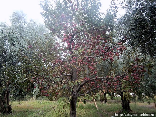 Бывшая Никея Изник, Турция