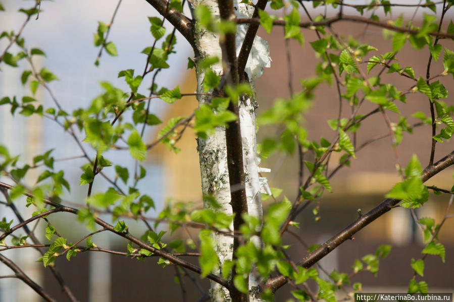 Для чего не стоит сидеть дома в первомай Истра, Россия Для чего не стоит сидеть дома в первомай Истра, Россия