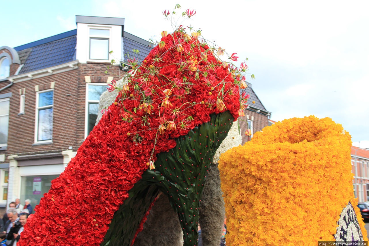 Парад цветов 2016 Хиллегом, Нидерланды
