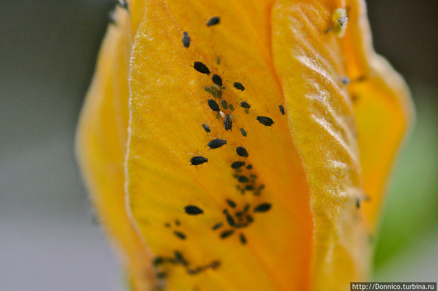Искусы и гибискусы Каталония, Испания Искусы и гибискусы Каталония, Испания