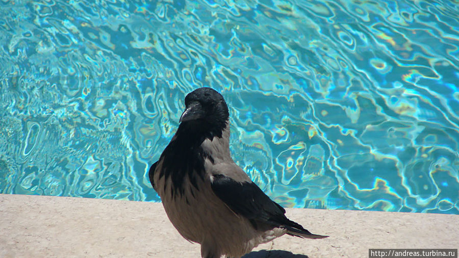 Ворона — она и в Африке ворона )) Ворона — она и в Африке ворона ))