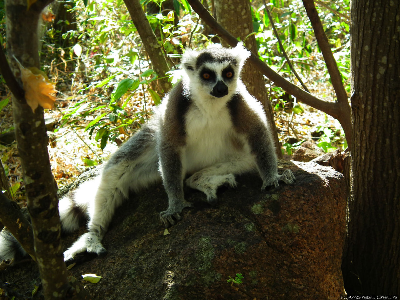 А с лягушками — облом Провинция Фианаранцуа, Мадагаскар