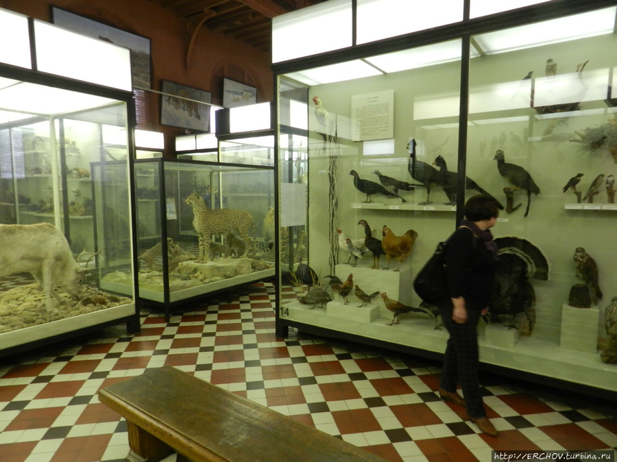 Зоологический музей Москва, Россия